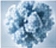 Proteins & Biologics